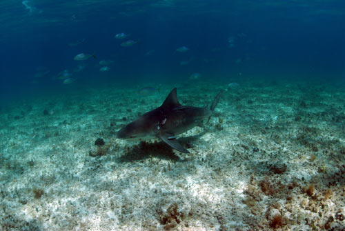 bimini bull shark 2007 2