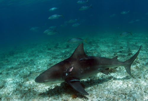 bimini bull shark 2007 3