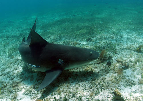 bimini bull shark 2007 6