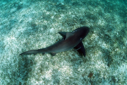 bimini bull shark 2007 8