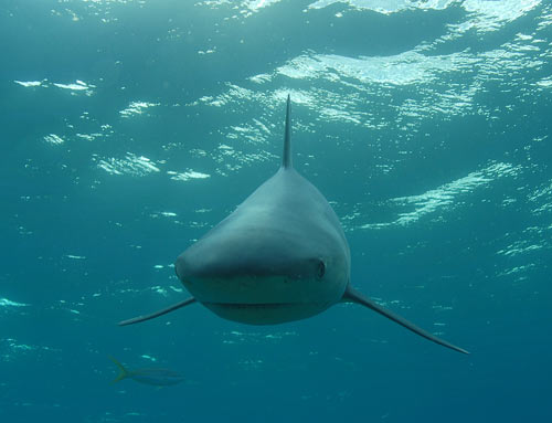 bimini reef shark swim 2007 1