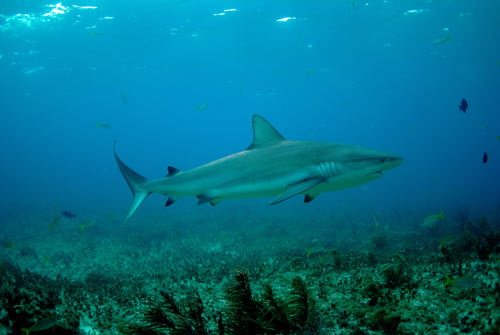 bimini reef shark swim 2007 2