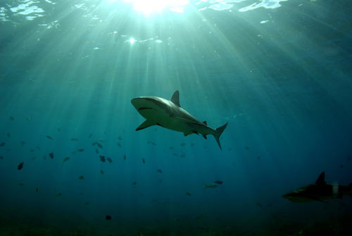 bimini reef shark swim 2007 3