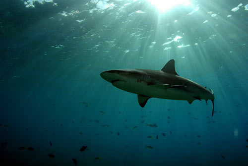 bimini reef shark swim 2007 4