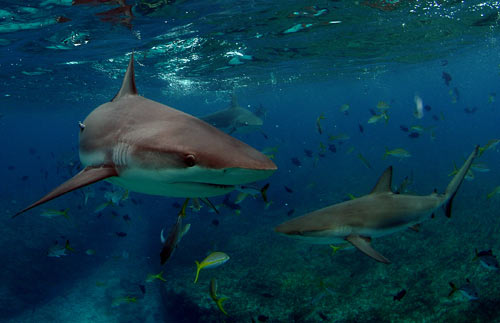 bimini reef shark swim 2007 5