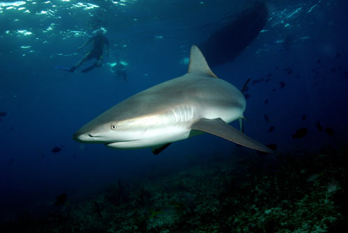 bimini reef shark swim 2007 6