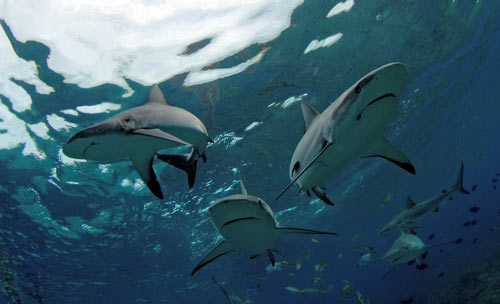 bimini reef shark swim 2007 7