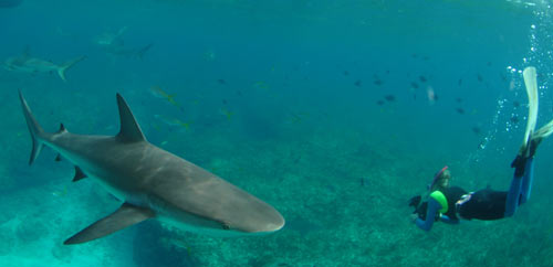 bimini reef shark swim 2007 9