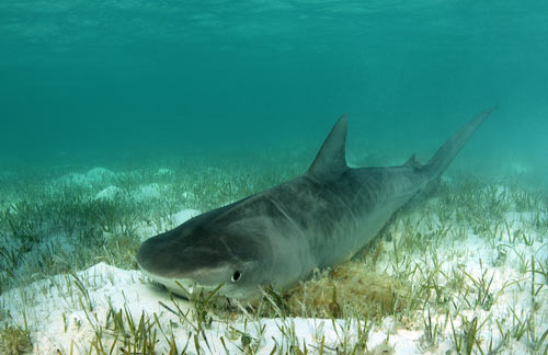 bimini shark encounter 2007 tagging a tiger shark