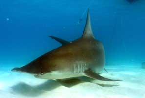 great hammerhead shark bimini